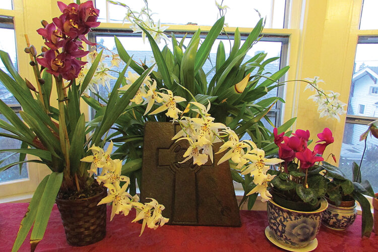 How to Make Orchids Reflower Image